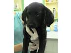 Adopt Jazmin a Black Poodle (Standard) / Labrador Retriever / Mixed (short coat)