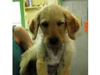 Adopt Julian a Tan/Yellow/Fawn Poodle (Standard) / Labrador Retriever / Mixed