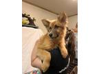 Adopt Janine a Tan/Yellow/Fawn Australian Shepherd / Mixed dog in Flagstaff