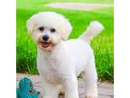 Bichon Frise Puppy for sale in Syracuse, IN, USA