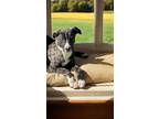 Adopt Dahlia a Black - with White Mountain Cur / Collie / Mixed dog in