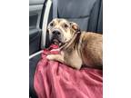 Adopt Kovu a Tan/Yellow/Fawn - with Black Black Mouth Cur / Mixed dog in