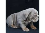 Bulldog Puppy for sale in Kernersville, NC, USA