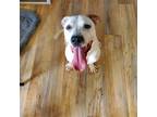 Adopt Lurch a White - with Brown or Chocolate Dogo Argentino / Terrier (Unknown