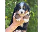 Bernese Mountain Dog Puppy for sale in Kandiyohi, MN, USA