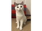 Adopt Shoelace a White (Mostly) Domestic Shorthair / Mixed (short coat) cat in