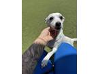 Adopt Tink a White Rat Terrier / Mixed dog in Hutchinson, KS (41372300)