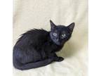 Adopt Boba a All Black Domestic Shorthair / Domestic Shorthair / Mixed cat in