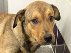 Adopt Flynn a Brown/Chocolate Mixed Breed (Large) / Mixed dog in Georgetown