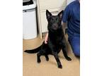 Adopt Riley a Black Shepherd (Unknown Type) / Mixed Breed (Medium) / Mixed