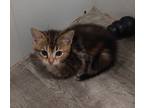 Adopt MOJO a Orange or Red Domestic Mediumhair / Domestic Shorthair / Mixed cat