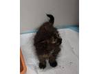 Adopt BADGER a All Black Domestic Longhair / Domestic Shorthair / Mixed cat in