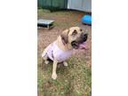 Adopt Rosie Posie a Tan/Yellow/Fawn Mixed Breed (Large) / Mixed dog in