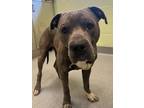 Adopt Casanova a Gray/Blue/Silver/Salt & Pepper American Pit Bull Terrier /