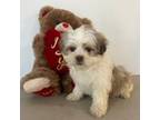 Bichon Frise Puppy for sale in Hamilton, OH, USA