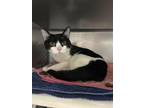 Adopt Mimi a All Black Domestic Shorthair / Domestic Shorthair / Mixed cat in