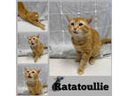 Adopt Ratatouille a Orange or Red Domestic Shorthair / Domestic Shorthair /