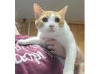 Adopt Humphrey a Orange or Red Domestic Shorthair / Mixed Breed (Medium) / Mixed