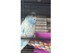 Adopt Desmodie a White Parakeet - Other / Mixed bird in Montreal, QC (41394951)