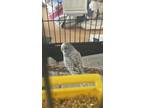 Adopt Claytoni a Blue Parakeet - Other / Mixed bird in Montreal, QC (41394949)