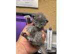 Adopt 3 a Gray or Blue Domestic Shorthair / Domestic Shorthair / Mixed cat in