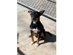 Adopt Mr rascal a Black Miniature Pinscher / Mixed dog in Cortez, CO (41423105)