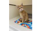 Adopt 55843855 a Orange or Red Domestic Shorthair / Domestic Shorthair / Mixed