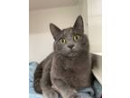 Adopt Nox a Gray or Blue Domestic Shorthair / Domestic Shorthair / Mixed cat in