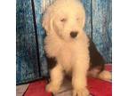Old English Sheepdog Puppy for sale in Fort Worth, TX, USA
