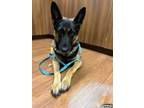 Adopt Gwenevere a Brown/Chocolate German Shepherd Dog / Mixed dog in Baton