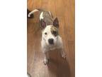 Adopt Priska a Brown/Chocolate American Pit Bull Terrier / Mixed dog in Baton