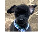 Adopt MAX a Black Poodle (Toy or Tea Cup) / Mixed dog in Fairfax, VA (41237373)