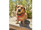 Adopt Fredi a Brown/Chocolate Dachshund / Mixed Breed (Medium) / Mixed (short