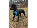 Adopt REX 2 a Black Poodle (Standard) / Mixed dog in Fairfax, VA (40871979)