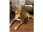 Adopt Noel a Tan/Yellow/Fawn Australian Cattle Dog / Mixed dog in Austin