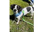 Adopt Matey a White - with Black Beagle / Rat Terrier / Mixed dog in Branford
