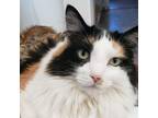 Adopt Tansy a Calico or Dilute Calico Calico / Mixed (medium coat) cat in West