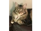 Adopt Lottie a Gray, Blue or Silver Tabby Tabby / Mixed (long coat) cat in