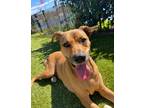 Adopt Lucy a Tan/Yellow/Fawn Labrador Retriever / Mixed dog in West Palm Beach