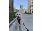 Adopt Gordie a White Goldendoodle / Mixed dog in Boston, MA (41423028)