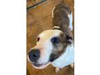 Adopt Millie a Brindle - with White Mixed Breed (Medium) / Mixed dog in River