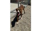 Adopt Brownie a Brindle - with White Doberman Pinscher / Dogo Argentino / Mixed