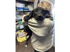 Adopt Rico a Black Labrador Retriever dog in Opelousas, LA (41422961)