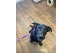 Adopt Riley a Black Labrador Retriever dog in Opelousas, LA (41422960)