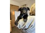Adopt Rue a Black - with White Labrador Retriever dog in Opelousas