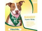Adopt Bandit a Red/Golden/Orange/Chestnut - with White American Pit Bull Terrier