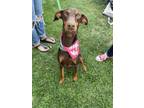 Adopt Mila Brownie a Red/Golden/Orange/Chestnut Doberman Pinscher / Mixed dog in