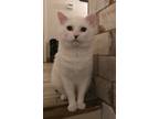 Adopt Lightning a White (Mostly) Domestic Shorthair (short coat) cat in Crown