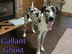 Adopt Ghost a White - with Black Great Dane / Mixed dog in Grove, OK (41422951)