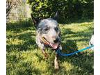 Adopt Rosie - Available in Foster a Black Australian Cattle Dog / Mixed dog in